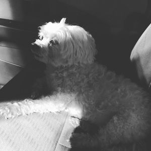 Meet your Posher, Tuan